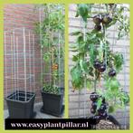 Draadpilaren tuinzuilen voor clematis jasmijn verticale tuin, Overige soorten, Vaste plant, Ophalen of Verzenden, Halfschaduw