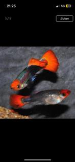 Kweekgroep red tuxedo guppen, Dieren en Toebehoren, Vissen | Aquariumvissen, Vis, Zoetwatervis, Schoolvis