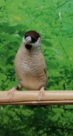 Ceresamadine man., Dieren en Toebehoren, Vogels | Overige Vogels, Meerdere dieren, Tropenvogel