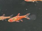 Hobbyaquarium Boraras Brigittae/Chilli Rasbora Zondag 12/17u, Dieren en Toebehoren, Vissen | Aquariumvissen, Vis, Zoetwatervis