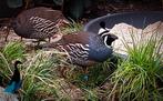 Intenco Californische kuifkwartel broedeitjes, Dieren en Toebehoren, Vogels | Overige Vogels