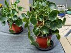 PANNENKOEKPLANT, Huis en Inrichting, Kamerplanten, Overige soorten, In pot, Minder dan 100 cm, Bloeiende kamerplant