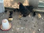 kuikens Cochin x zijdehoen️, Dieren en Toebehoren, Pluimvee, Geslacht onbekend, Kip