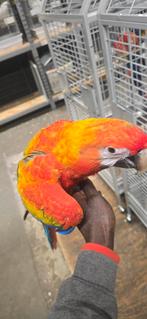 Camelot Macaw, Dieren en Toebehoren, Vogels | Parkieten en Papegaaien, Vrouwelijk, Papegaai, Tam