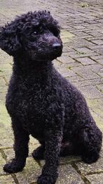 Dekreu midden slag poedel. Getest, schofthoogte 43 cm, Dieren en Toebehoren, Honden | Dekreuen, Rabiës (hondsdolheid), Reu, Eén hond
