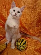 Maine Coons kittens met stamboom -laatste poesje, Dieren en Toebehoren, Katten en Kittens | Raskatten | Langhaar, Meerdere dieren