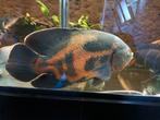 Oscar cichliden, Dieren en Toebehoren, Vissen | Aquariumvissen, Vis, Zoetwatervis