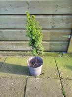 Taxus, Tuin en Terras, Planten | Struiken en Hagen, Ophalen, Taxus, Struik, Minder dan 100 cm