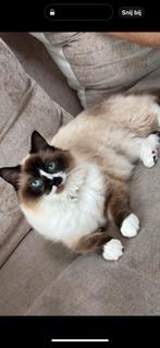 Ragdoll getest op dna, Dieren en Toebehoren, Poes