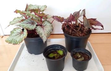 4 begonia planten