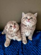 Brits korthaar kitten in bijzondere kleuren., Dieren en Toebehoren, Meerdere dieren, Gechipt, 0 tot 2 jaar