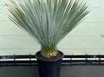 Palmboom - Yucca Rostrata - stamhoogte 10 - 20 cm, Ophalen of Verzenden, 100 tot 250 cm, Zomer, Palmboom
