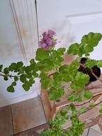 Franse geranium, Tuin en Terras, Planten | Tuinplanten, Ophalen, Zomer, Overige soorten, Volle zon