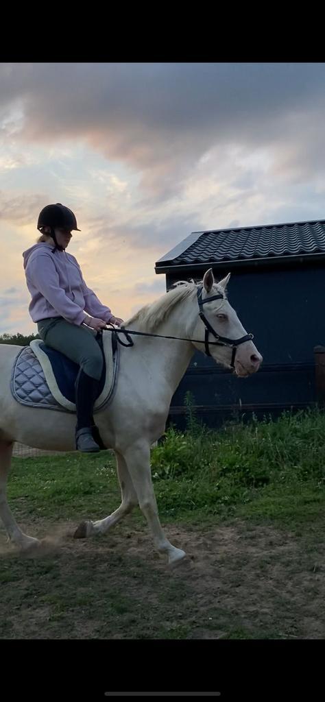 Verzorg- of leasepony’s gezocht – omgeving Doetinchem!, Dieren en Toebehoren, Paarden en Pony's | Verzorgingsproducten, Ophalen