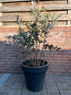 2 soorten Eucalyptus in een pot, In pot, Overige soorten, Volle zon, Ophalen
