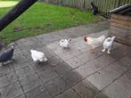 Tekoop witte leghorns, Dieren en Toebehoren, Vrouwelijk, Kip