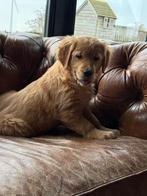 Prachtige golden retriever pups, 8 tot 15 weken, Meerdere, Meerdere dieren, Parvo