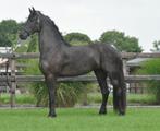 3 jarige friese merrie V.Bikkel, Dieren en Toebehoren, Paarden, Merrie, 3 tot 6 jaar, 160 tot 165 cm, Onbeleerd