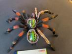 4D Vision Tarantula Anatomie, Verzenden, Nieuw, Overige soorten, Beeldje of Figuurtje