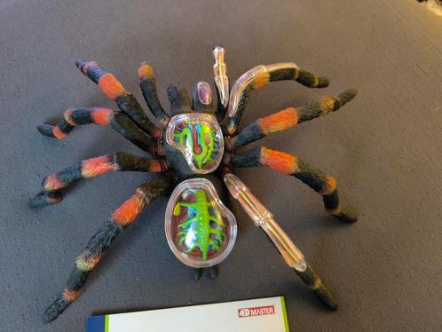 4D Vision Tarantula Anatomie, Verzamelen, Dierenverzamelingen, Nieuw, Beeldje of Figuurtje, Overige soorten, Verzenden