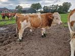 Dekstier, Dieren en Toebehoren, Runderen, Mannelijk
