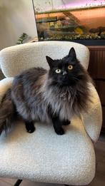 VERMIST: Brutus (gechipt&gecastreerd), Dieren en Toebehoren, Kater, Gechipt, 3 tot 5 jaar