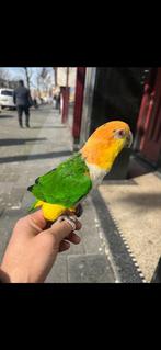 Prachtige vrouwelijke Caique papegaai te koop, Ophalen of Verzenden, Vogels