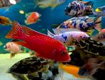Malawi cichliden veelal f1 (5-20) cm mooi op kleur., Dieren en Toebehoren, Vis, Zoetwatervis, Schoolvis