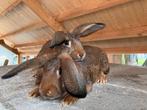2 jonge hangoren in wildkleur, Dieren en Toebehoren, Konijnen, Meerdere dieren, Middelgroot, Hangoor, 0 tot 2 jaar