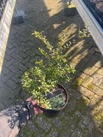 Ilex Crenata 'Convexa' - Japanse Hulst, Vaste plant, Halfschaduw, Lente, Ophalen