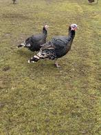 Koppel kalkoenen, Meerdere dieren, Kalkoen