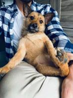 Hondje, Dieren en Toebehoren, Honden | Niet-rashonden, 6 jaar of ouder, Particulier, Rabiës (hondsdolheid), Reu