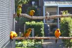 zonparkiet, Meerdere dieren, Parkiet, Geringd