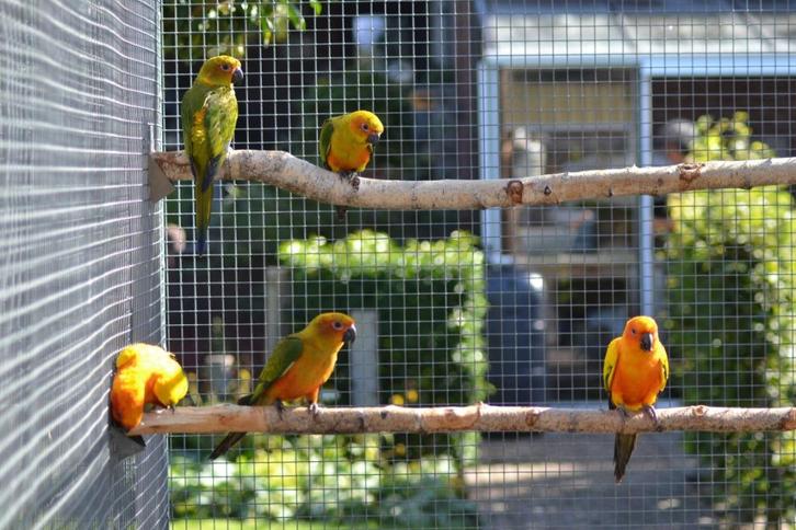 zonparkiet, Dieren en Toebehoren, Vogels | Parkieten en Papegaaien, Parkiet, Meerdere dieren, Geringd