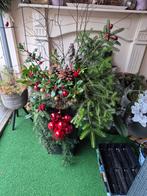 Complete Kerst Sol Arrangement, Overige soorten, Vaste plant, Ophalen of Verzenden, Halfschaduw