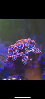 Mooie koralen zeeaqurium, Dieren en Toebehoren, Vissen | Aquariumvissen, Overige typen, Zoutwatervis