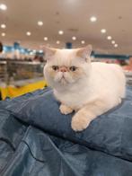 Red-lynx point exotic shorthair verkoper, Dieren en Toebehoren, Katten en Kittens | Raskatten | Korthaar, Kater, Gechipt, 0 tot 2 jaar