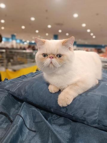 Red-lynx point exotic shorthair verkoper beschikbaar voor biedingen
