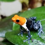 Grootste assortiment Ranitomeya van Nederland, Dieren en Toebehoren, Reptielen en Amfibieën, Amfibie