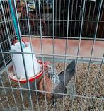 kriel kippen, Dieren en Toebehoren, Pluimvee, Meerdere dieren, Kip