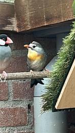 Japanse nachtegaal pop , correct geringd 2022, Dieren en Toebehoren, Vogels | Overige Vogels, Vrouwelijk, Tropenvogel, Geringd