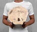 Versteend Hout schijf 29,3 x 26,8 x 1,8 cm / 3600 gram, Verzamelen, Mineralen en Fossielen, Ophalen of Verzenden