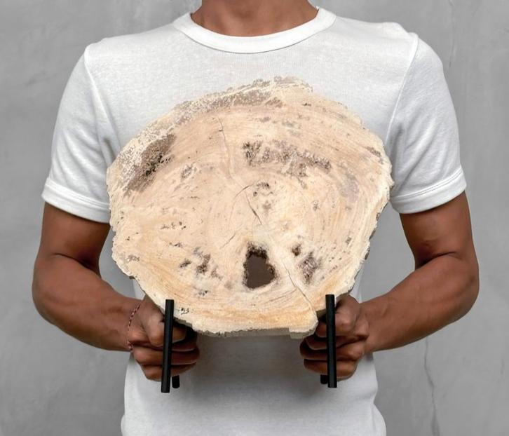 Versteend Hout schijf 29,3 x 26,8 x 1,8 cm / 3600 gram, Verzamelen, Mineralen en Fossielen, Ophalen of Verzenden