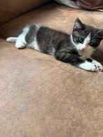 3 Lieve Kittens (Half Maine Coon) zoeken een warm thuis, Dieren en Toebehoren, Katten en Kittens | Raskatten | Korthaar, Meerdere dieren