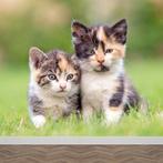 Kitten GEZOCHT, Ophalen of Verzenden