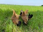 Jonge tamme Sabelpoot kriel kip gesekst + ingeënt, Dieren en Toebehoren, Pluimvee, Vrouwelijk, Kip