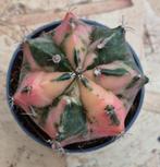 Cactus Gymnocalycium Mihanovichii p7 (20)