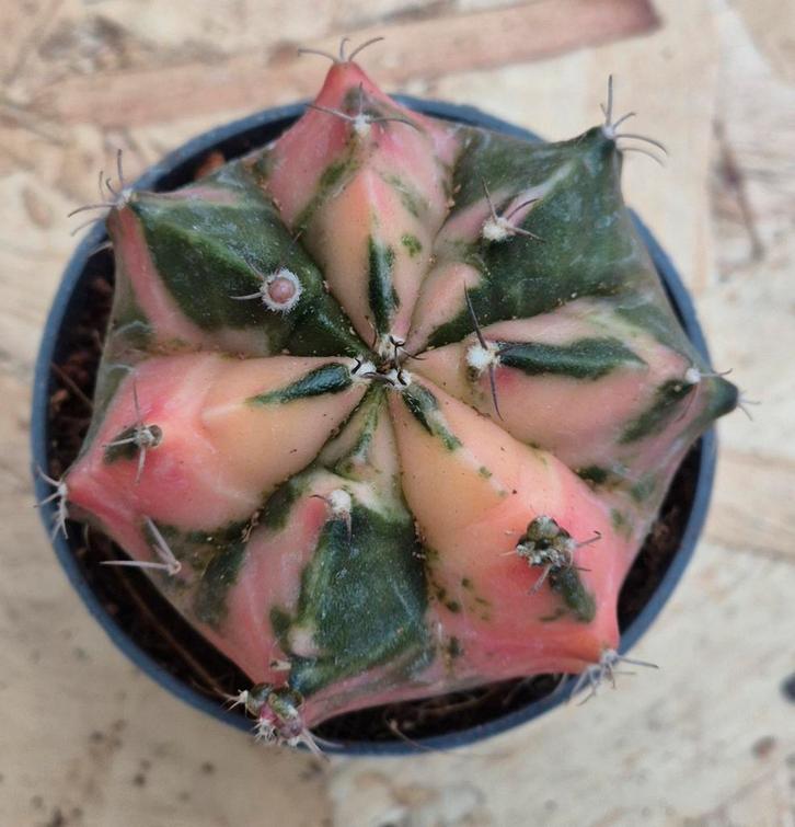 Cactus Gymnocalycium Mihanovichii p7 (20), Huis en Inrichting, Kamerplanten, Cactus, Minder dan 100 cm, Volle zon, Ophalen of Verzenden