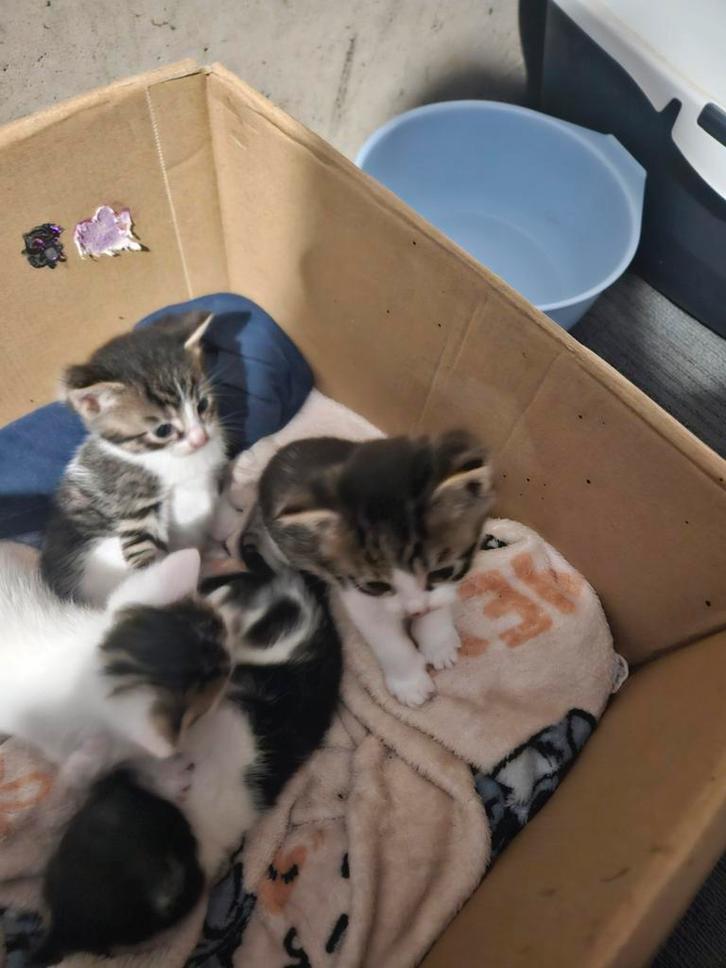 4 kittens, Dieren en Toebehoren, Katten en Kittens | Raskatten | Langhaar