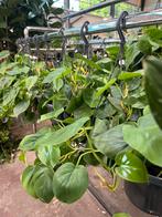 Diverse hangplanten, Ophalen, Overige soorten, Minder dan 100 cm